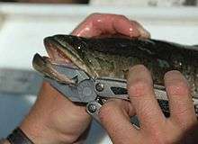 Northern snakehead fish in hands.