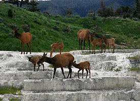 A small group of elk, composed of several does and their calves, loiter peacefully on the jagged steps of gray, rocky travertine, behind which is a picturesque landscape of plush, green hills covered in grass and trees.