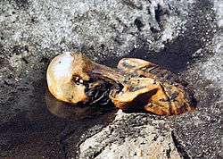 Ötzi the Iceman half uncovered, face down in a pool of water with iced banks