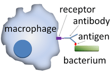 A cartoon: The macrophage is depicted as a distorted solid circle. On the surface of the circle is a small y-shaped figure that is connected to a solid rectangle that depicts a bacterium.