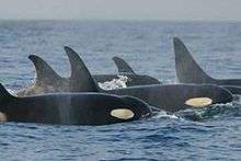 A group of killer whales has surfaced. Four dorsal fins are visible, three of which curve backward at the tip.