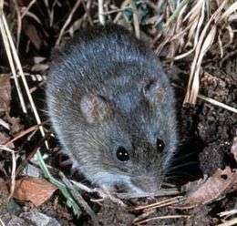 A rat, grayish above and pale below, seen from above and from the front, among reed and leaf litter.