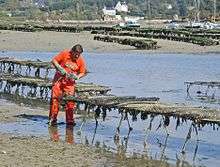 Oysterman standing in shallow water examining row of oyster cages that stand two feet above the water