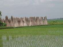 Brown jute sticks stacked in groups with small green saplings of rice in the foreground