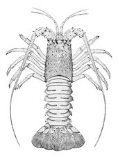Drawing of a spiny lobster from above; the front half appears unsegmented, is covered with many short spines and bears several pairs of legs and antennae; the rear half comprises six apparent segments, each of which has a transverse groove on either side, but not meeting in the center. The tail ends with a flattened tail fan.