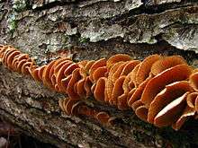 A long clustered row showing the undersides of an orangeish-brown fan-shaped fungus.