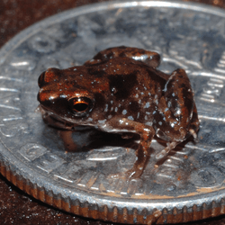 World's smallest vertebrate