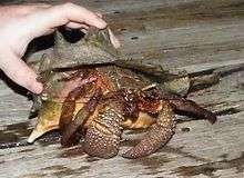 A human hand is holding an immature queen conch shell, inside which is a very large brown hermit crab.