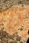 Torrey Lake Petroglyph District