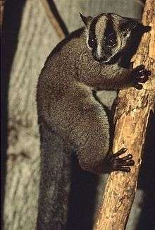 Lemur with black stripes over its eyes clings to a vertical tree branch.