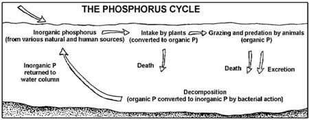 Diagram of the phosphorus cycle