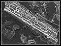 Phytolithes observés au Microscope Electronique à Balayage 06.jpg