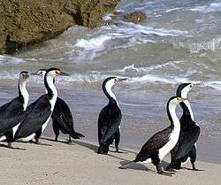 Group of six pied cormorants standing on a beach at the water’s edge