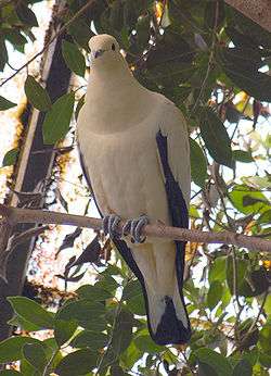 Pied imperial pigeon perched on a branch