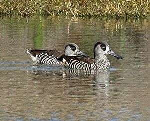 A pair of pink-eared ducks swimming