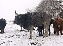 a grey cow standing in snow