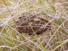 Polistes gallicus nest