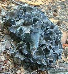 A light blue fungus made of a cluster of fan- or funnel-shaped ruffled segments fused at a common base, growing on the ground