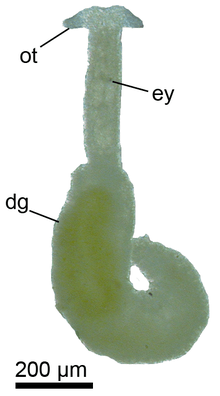 a green slug