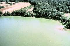 The bright green water in the Potomac River estuary is result of a dense bloom of cyanobacteria.