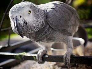 A grey parrot peers into the camera