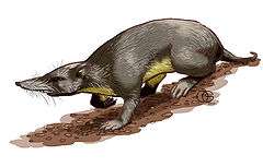 Long-nosed mammal, brown above and yellow below.