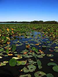 Pymatuning lilypad, By Christopher "Rice" from Pittsburgh, PA, United States of America [CC BY-SA 2.0 (http://creativecommons.org/licenses/by-sa/2.0)], via Wikimedia Commons