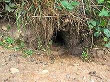 Outdoor entrance to a rabbit burrow