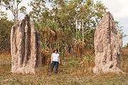 . These termite mounds have a base shaped like the base of a tree, about two meters wide and a meter high. From this base, rounded chimneys from half a meter to a meter in diameter rise to a total height of about four or five meters. The chimneys are fused together with ridges between, and terminate in rounded pinnacles at the top.