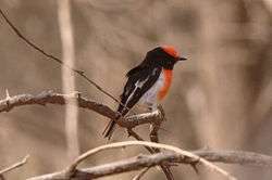 Adult male red-capped robin perched on a branch