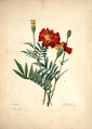 Redouté, P.J., Choix des plus belles fleurs et des plus beaux fruits, t. 99 (1827).png