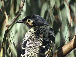 View of regent honeyeater from behind, showing head and upper body against a background of eucalypt foliage