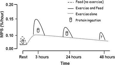 Graph of muscle protein synthesis vs time