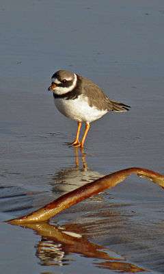 Common ringed plover wading on a shore