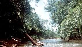River through dense vegetation. Many tree trunks are lying in the river.