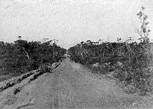 Historical photograph of narrow road surrounded by bush vegetation
