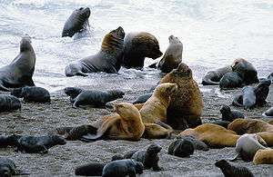 A group of sea lions including male, female and young animals on a sandy beach.