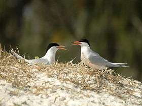 A pair of roseate terns facing each other and calling