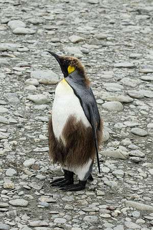 King penguin shedding juvenile fur to reveal adult plumage