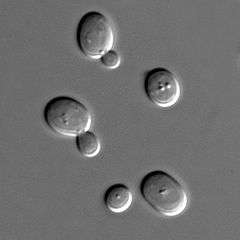 Yeast cells with dark borders to the upper left and bright borders to lower right
