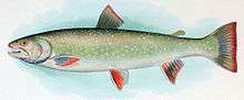 Colored drawing of adult female trout