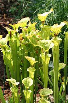 A The yellow pitcher plant.