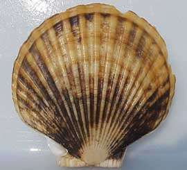 A weathervane scallop which can be culture.