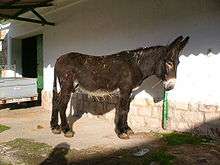 a chocolate-brown donkey with a large head and heavy neck
