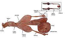 The dissected reproductive system of an adult female shark: there is a single large, round ovary, which leads into a junction that splits off into the lower uterus, which leads to the vagina and then the cloaca, and a pair of anterior uteruses, each connected to an oviducal gland by a narrow tract or isthmus