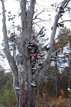 Photograph of a tree full of shoes tied together and hanging from the branches