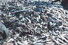 Photo of hundreds of dead fish lying on ship deck