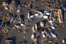 Photo of dozens of dead shellfish lying on mud.