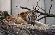 Siberian, otherwise known as Amur, Altaic, Korean, North Chinese or Ussuri tiger