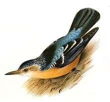 Schematic drawing of the bird clinging to a vertical support, head down